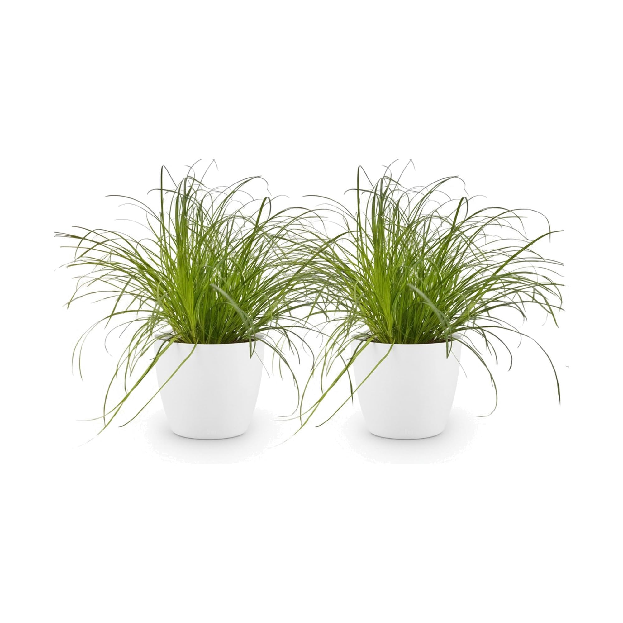 Erba Gatta Cyperus Zumula, Pianta Verde da Interno, 2 Pezzi con Vaso Bianco