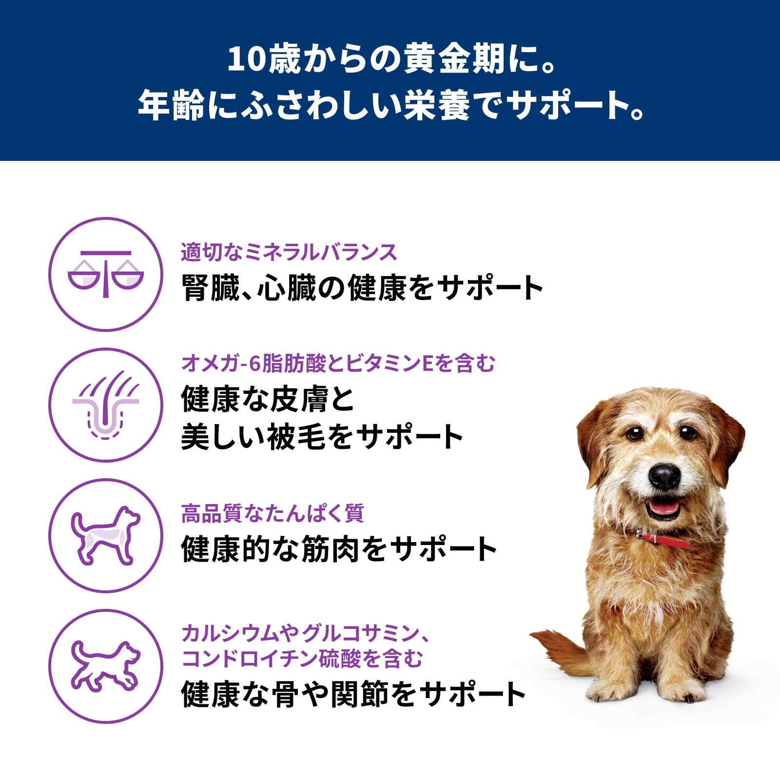 サイエンスダイエット ドッグフード シニアプラス 小粒 高齢犬 サイエンスダイエット ドッグフード シニアプラス 小粒 高齢犬