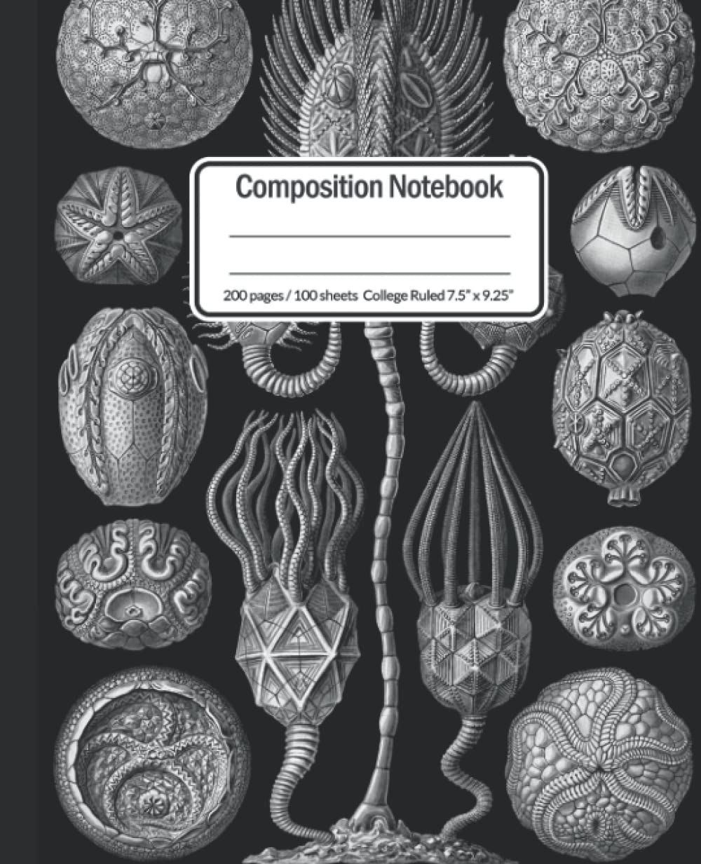 Composition Notebook: Vintage Illustration, fossil Cystoids (Cystoidea) by Ernst Haeckel, Kunstformen der Natur, 1904 | College Ruled | 200 Pages | 7.5" x 9.25"