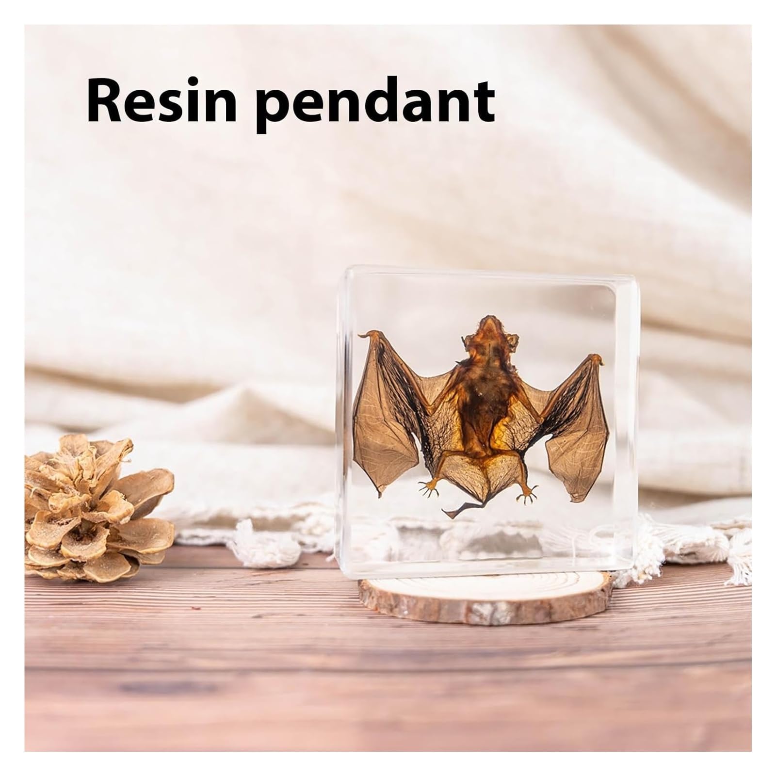Vnook Résine De Taxidermie, Insecte en Résine Animal, Véritable Animal De Chauve-Souris, Échantillon Intégré Au Squelette, Taxidermie/Chauve-Souris