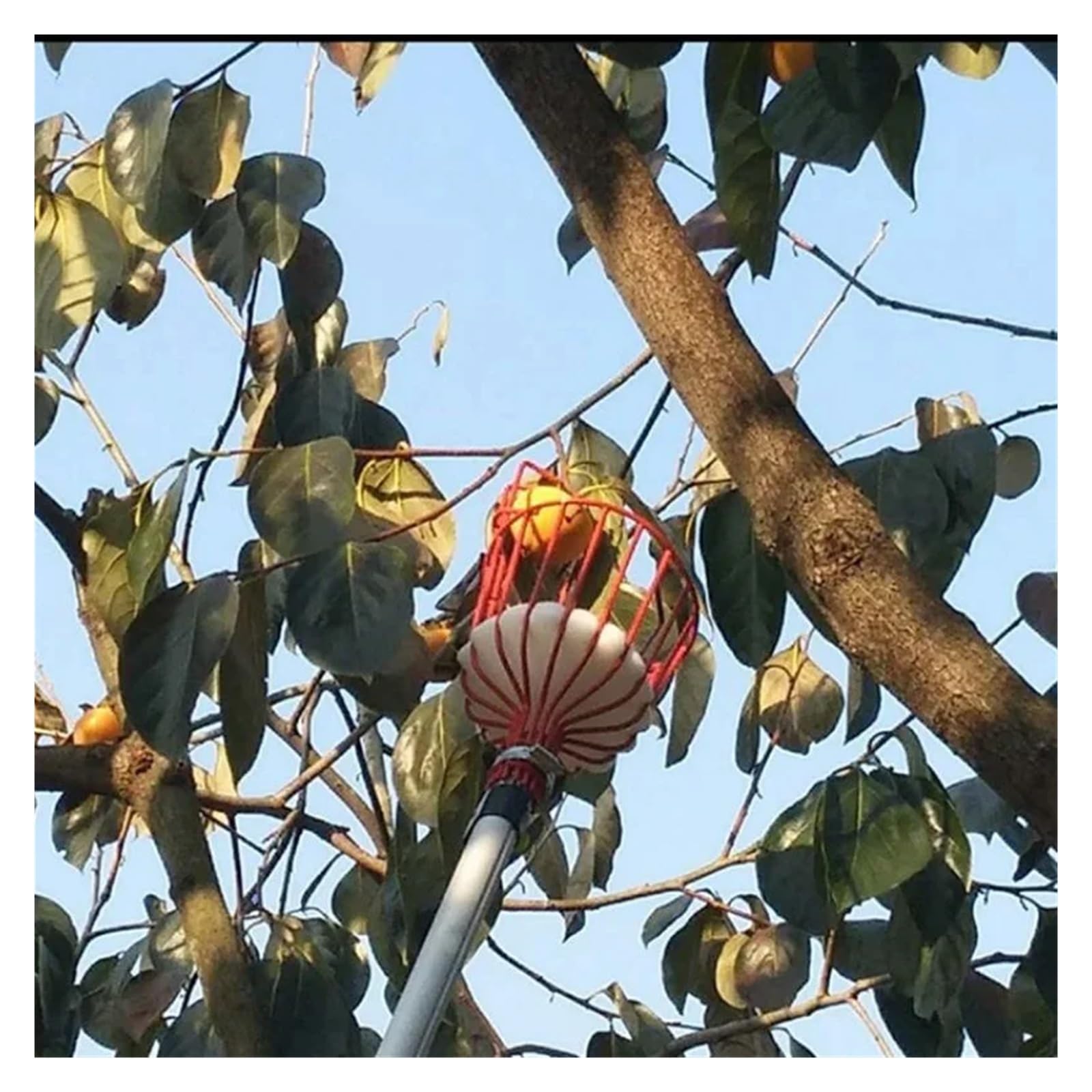 Raccoglitore leggero per alberi, Asta telescopica rossa for raccoglitrice di frutta staccabile for il giardinaggio domestico della fattoria del giardino frutteto mele