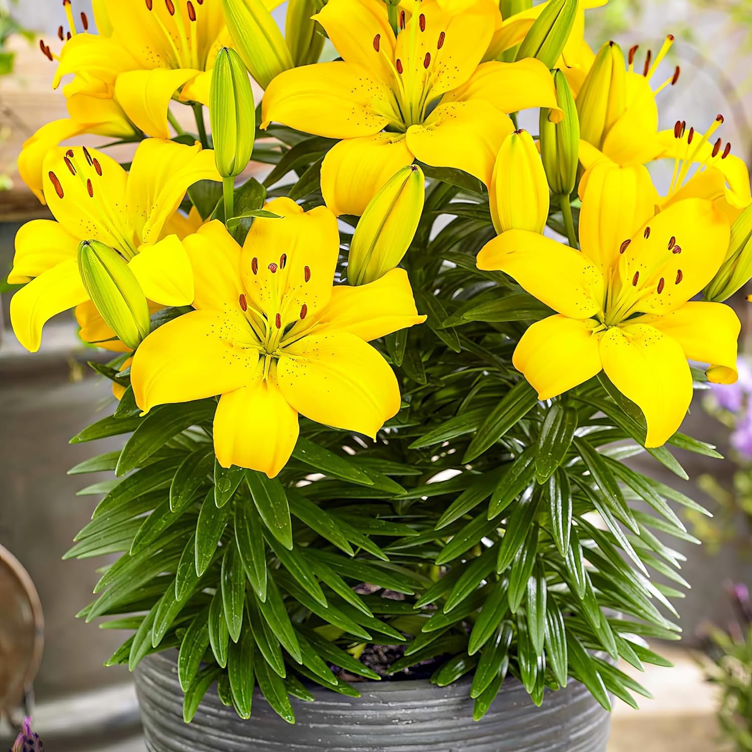 Colección de 15 bulbos de lirio de jardín Matrix, mezcla de 5 variedades, 3 de cada color, bulbos de flores perennes y resistentes al invierno, mezcla de Holanda para jardín y maceta