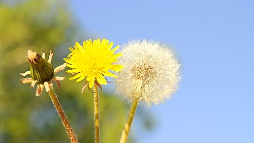 500 semillas de hierbas de diente de león para plantar, flores de hierbas perennes Taraxacum officinale