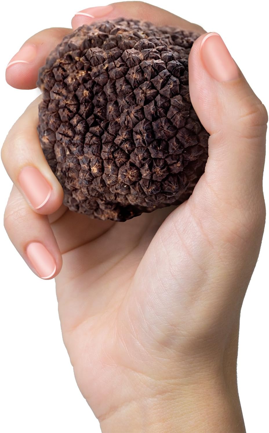 130 Gram (Huge! Rare!) Fresh Black Truffle Amazon.co.uk Grocery