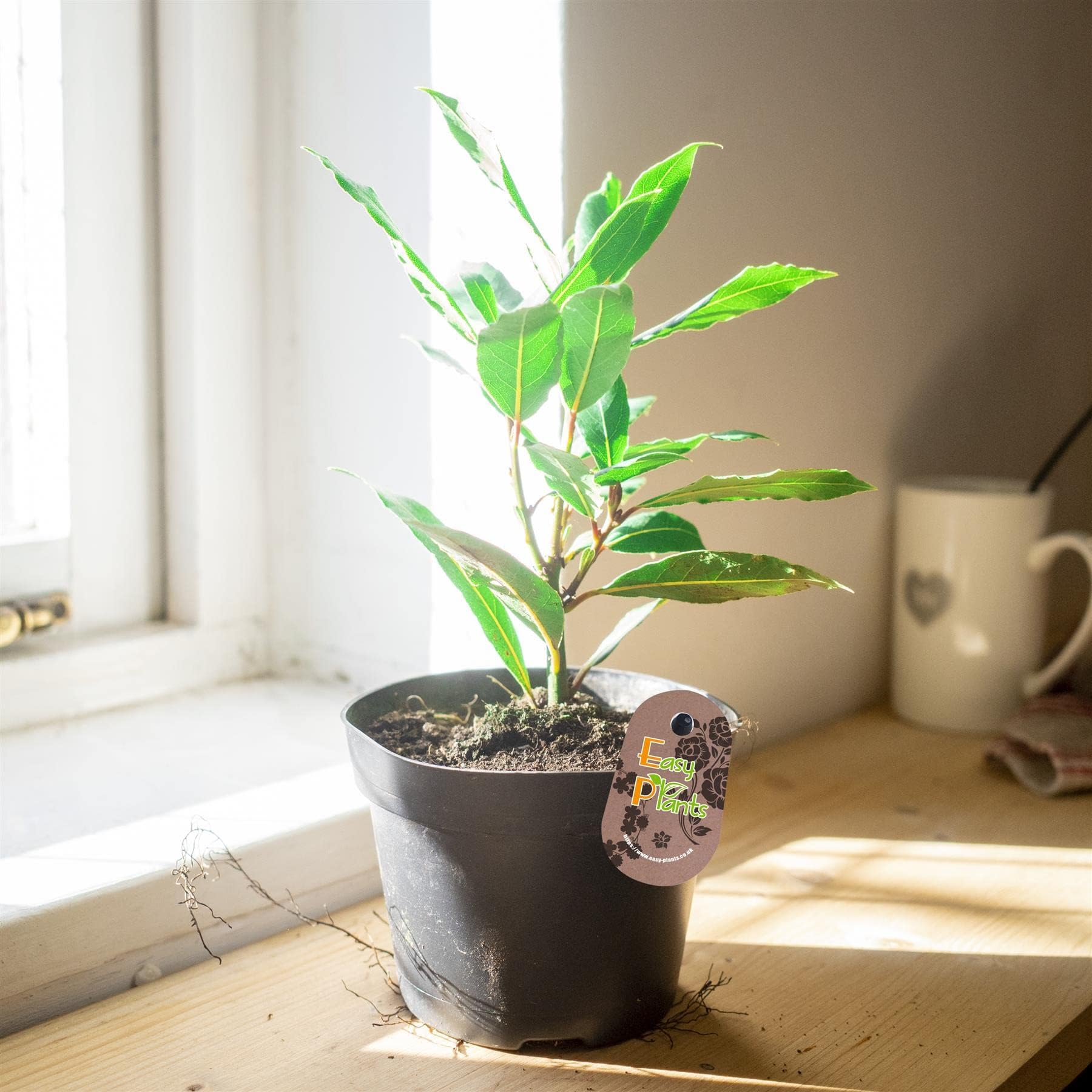 1 True Laurel Aromatic Laurus Nobilis Sweet Bay Tree in Pot Indoor Outdoor