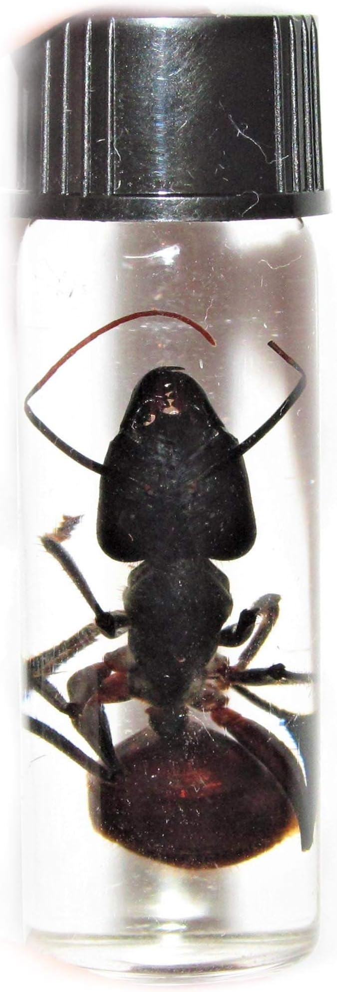 BicBugs Wet Specimen Real Giant ANT CAMPONOTUS GIGAS Preserved in Vial