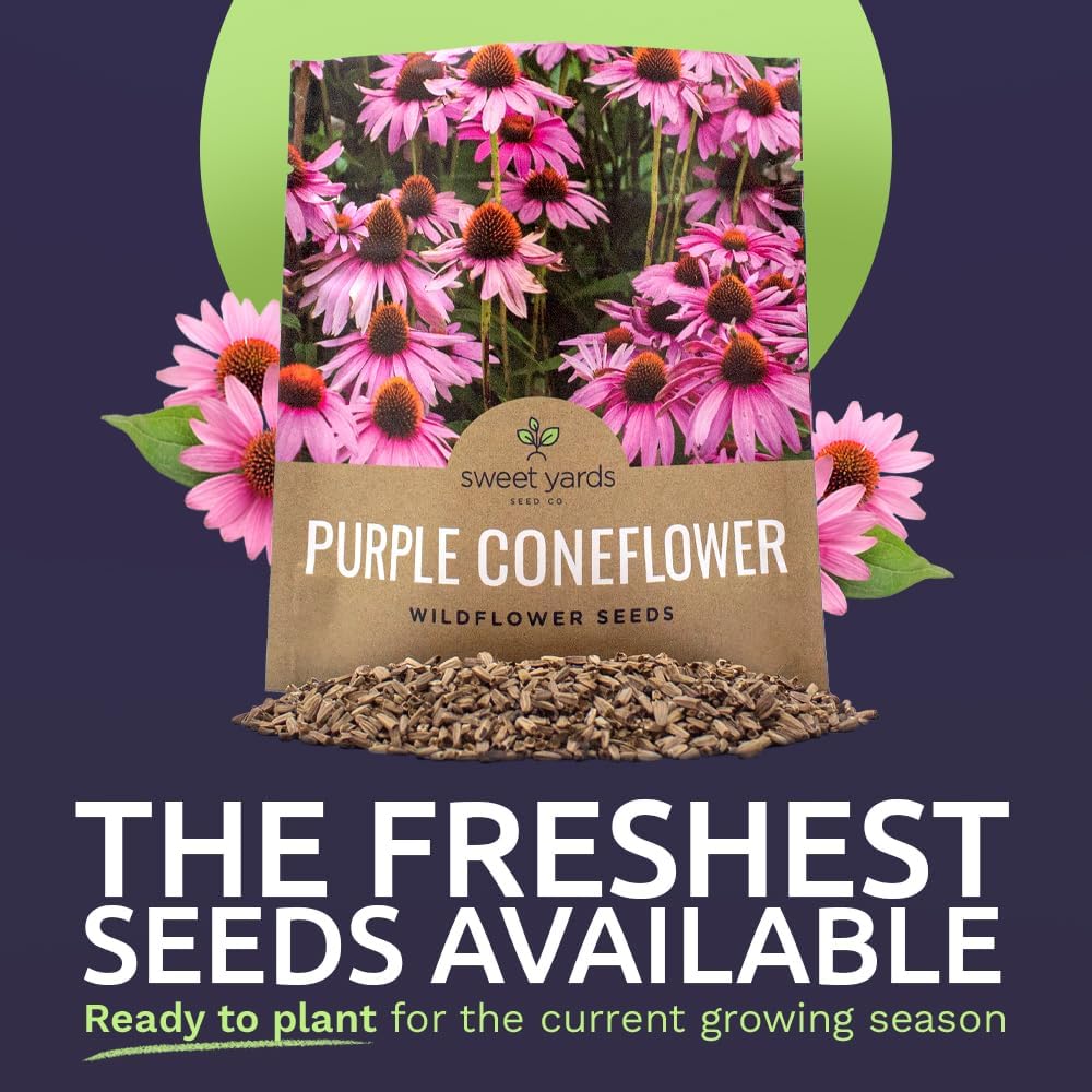 Sweet Yards Seed Co. Purple Coneflower Seeds  Extra Large Packet  Over 3,000 Open Pollinated Non-GMO Wildflower Seeds  Echinacea purpurea 1 Ounce Packet