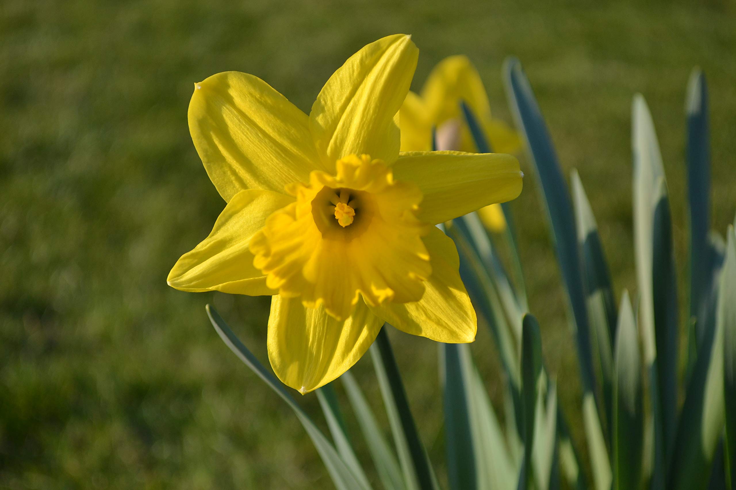 Blumenzwiebeln Narcissus obvallaris (100 Zwiebeln)