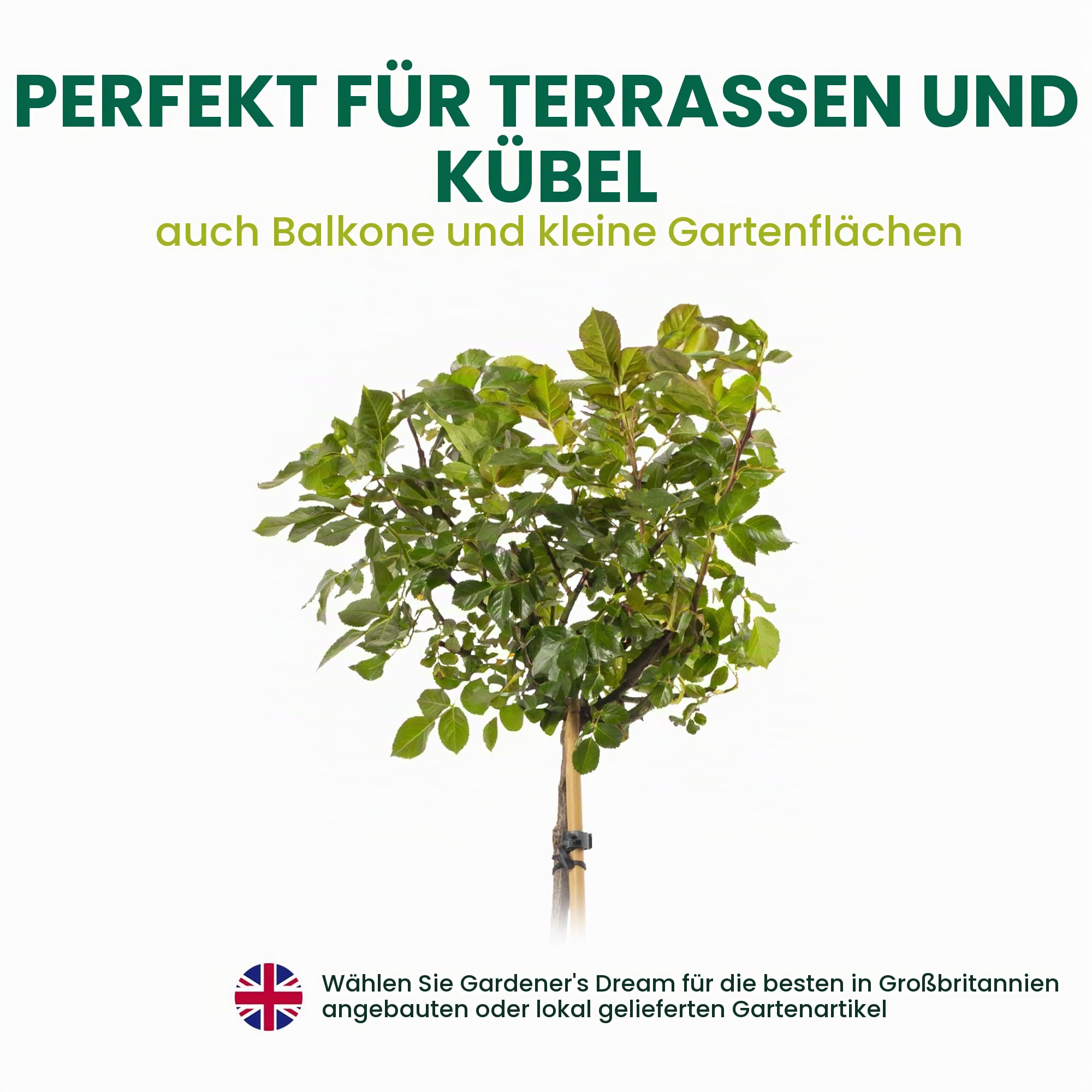 Rot Standardstamm Bunte Rosenpflanzen für den Außenbereich, blühende Gartenrosen in Pflanzgefäßen (120-140cm)