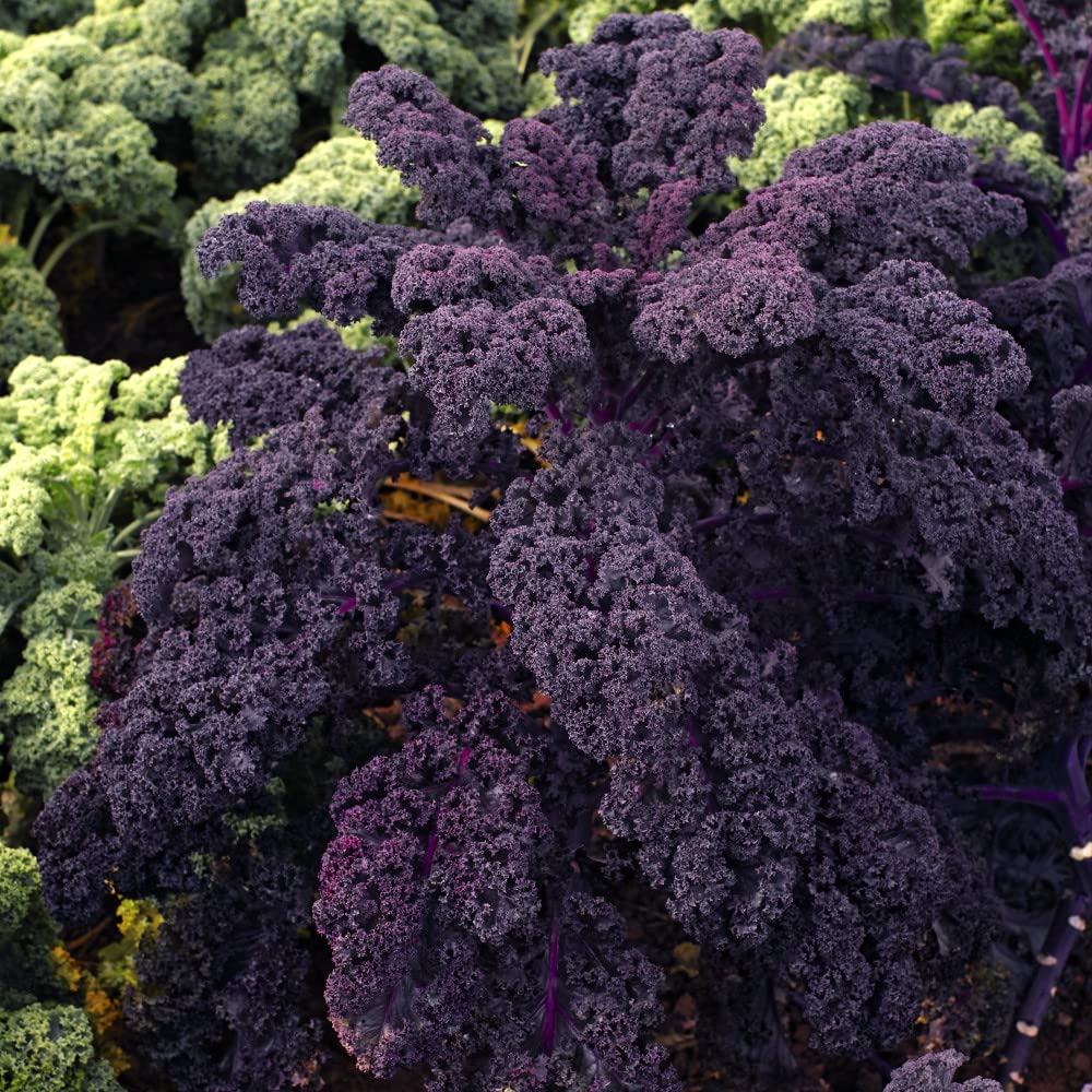 Kale Plant 'Redbor' Brassica Oleracea Easy to Grow Your Own Outdoor Garden Vegetables Hardy Annual Winter Kale Variety, Supplied as 12x Plug Plants by Thompson & Morgan