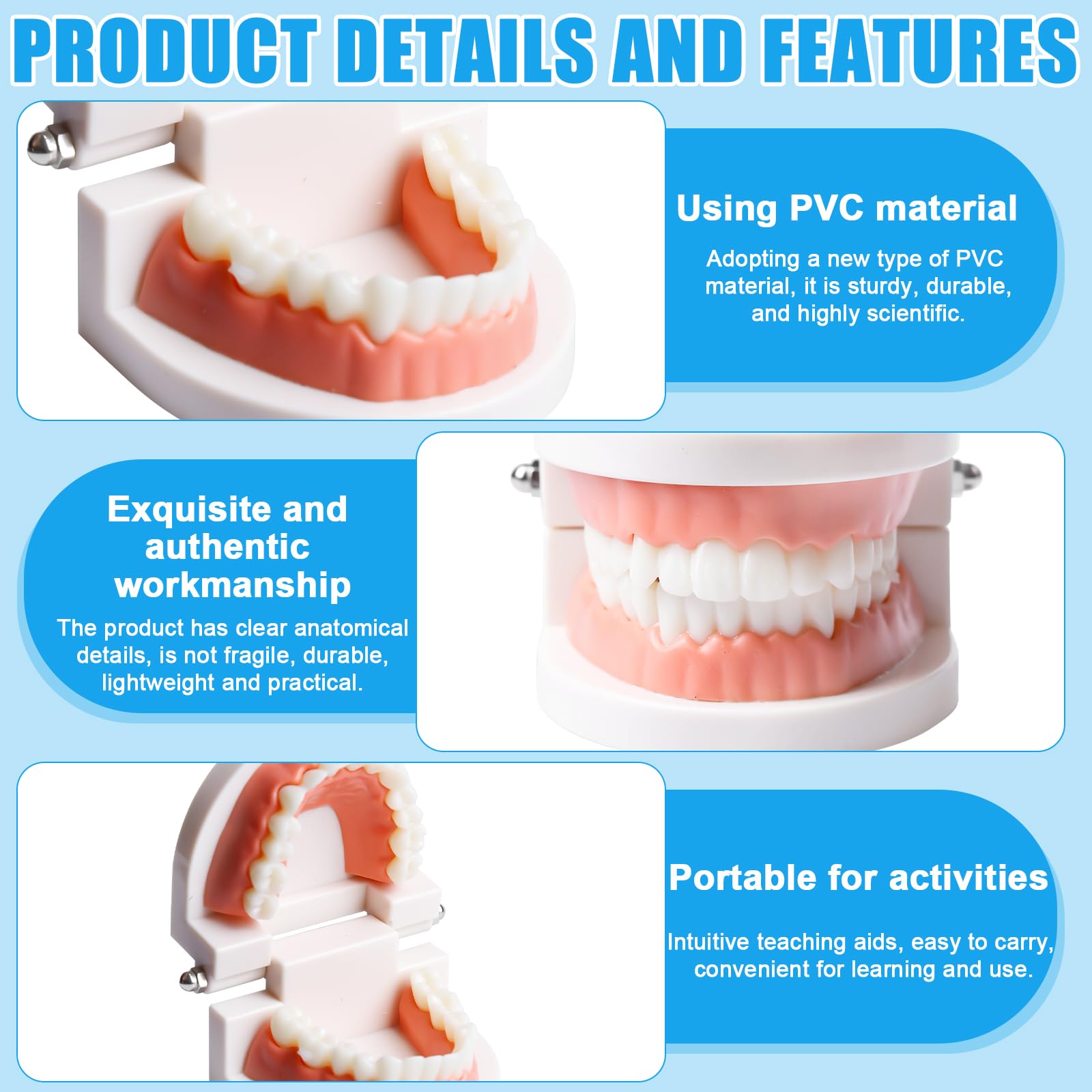 Zähne Dental Demonstrationsmodell, Mit 2 Zahnbürste, Gebiss Modell Demonstration Erwachsene Kinder, Zahnmodell Standard Teaching, Anatomisches Zahnmodell Für Zahnunterricht Oder Mundpflege