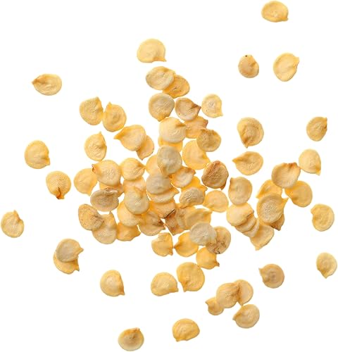 Miniatura 6 de Seed Needs Semillas de pimiento habanero para plantar habaneros de limón caliente, reliquia sin OMG y chiles chinense sin tratar para plantar un