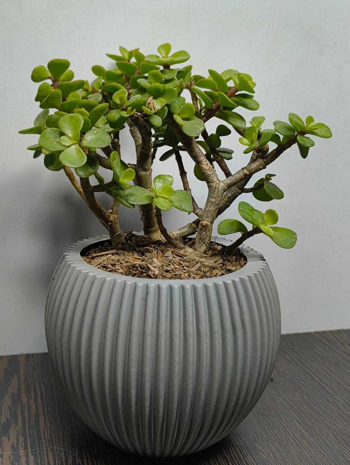 QUITO Jade Plant in Grey Ribbed Ceramic Pot, Live Indoor Succulent Plant easy care plant fast growing plant,-image-30