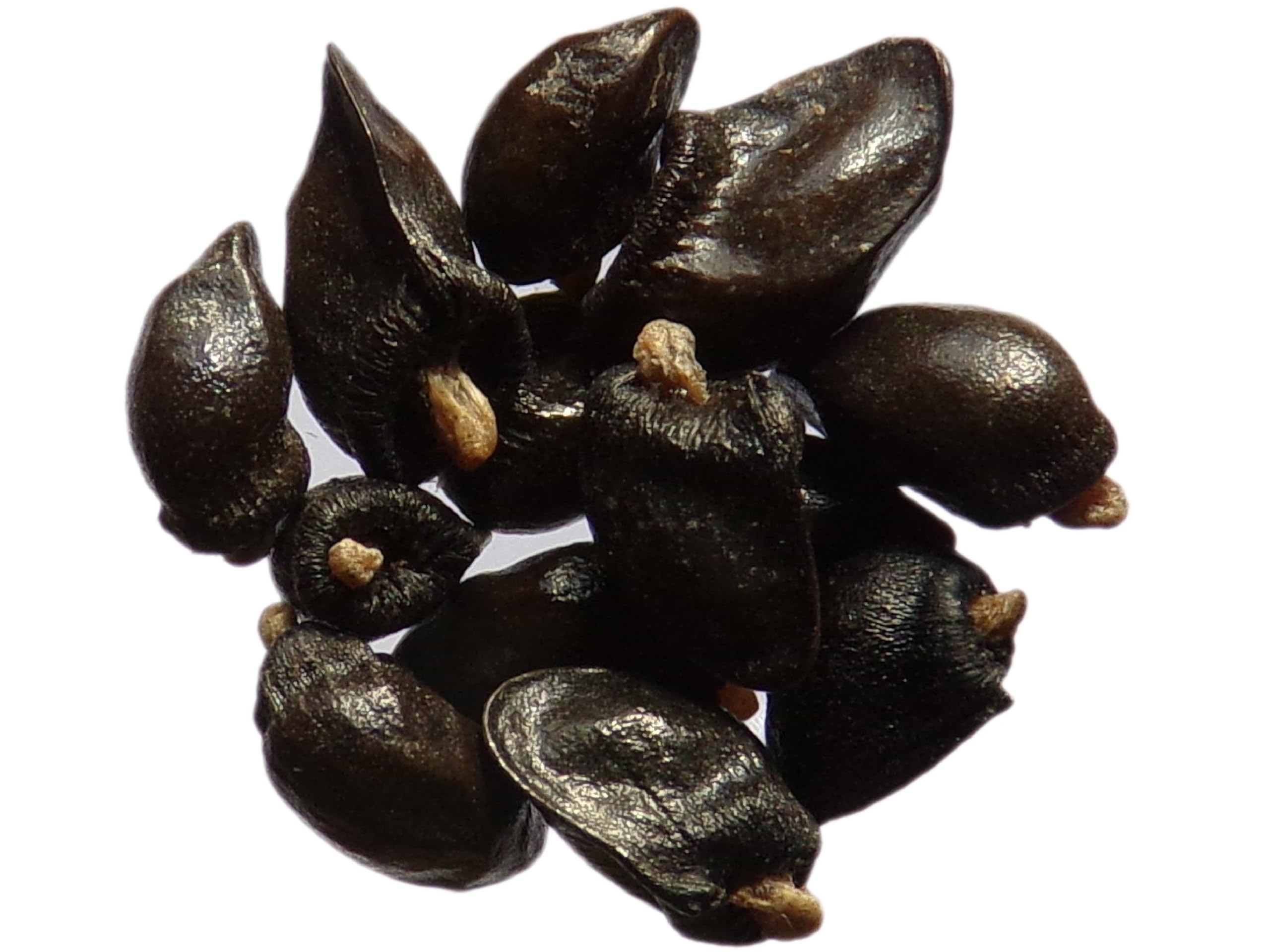 Żywokost NT - Symphytum Officinale (zielony nawóz) SEM14