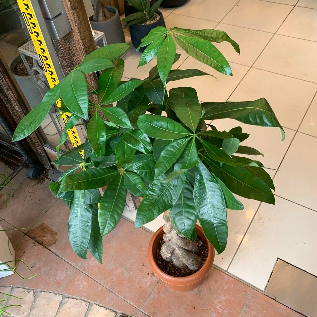 パキラ アクアティカ ねじり 2 ファイバー鉢 お皿付き パキラ アクアティカ ねじり 2 パキラ アクアティカ ねじり ファイバー