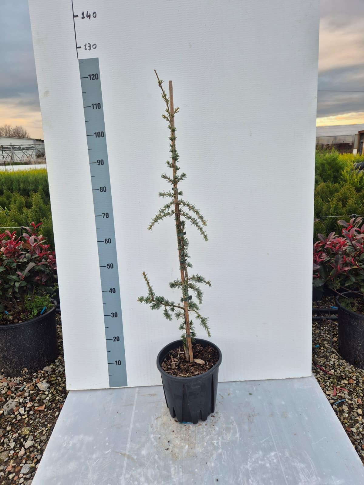 Cedro Atlantica Glauca Pendula – Cedro Azzurro Ricadente | Albero Ornamentale Elegante e Scultoreo – Vaso 22 cm - Vivai Giulian Giovani Piante