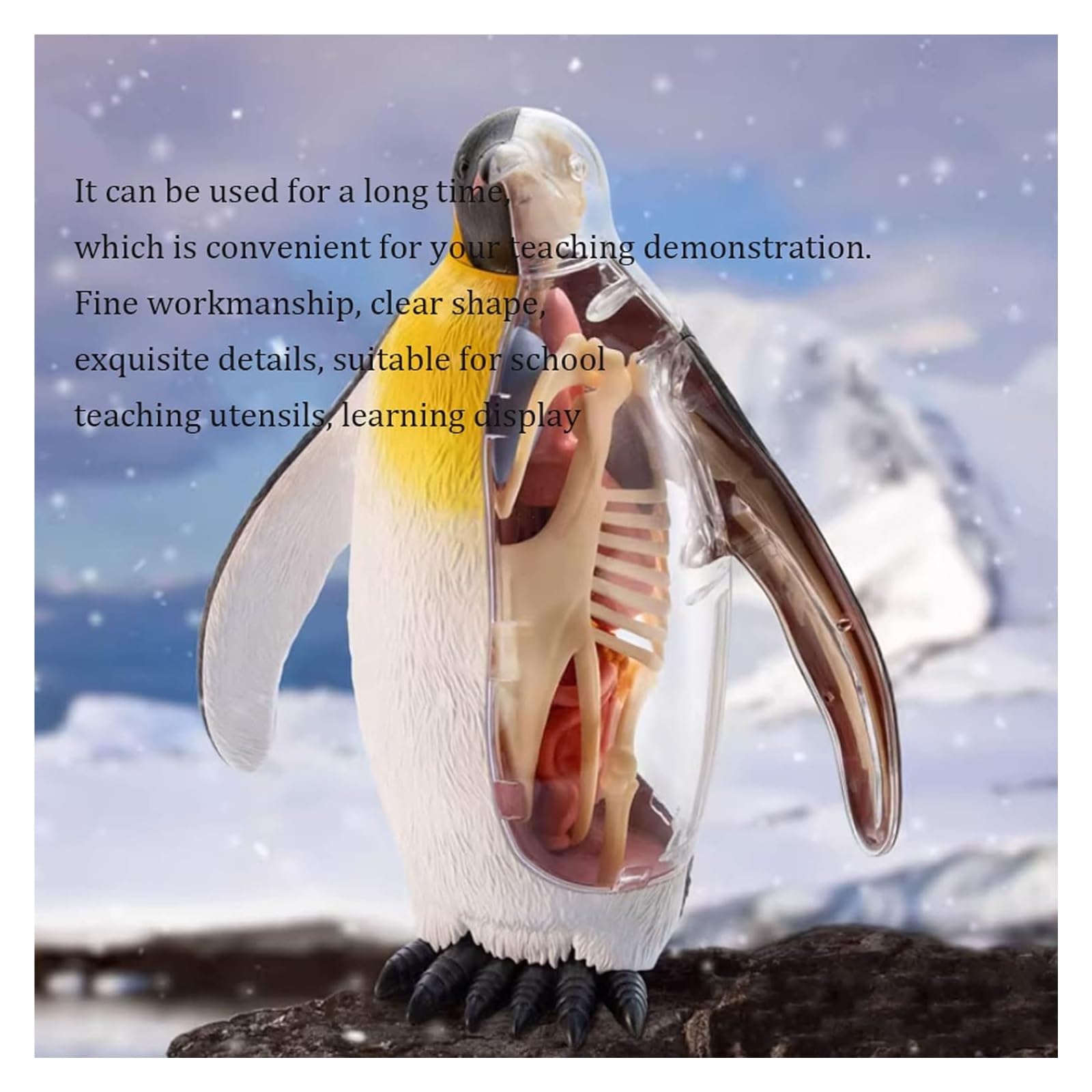 Anatomical Model Animal Anatomical Model Penguin Anatomical Model