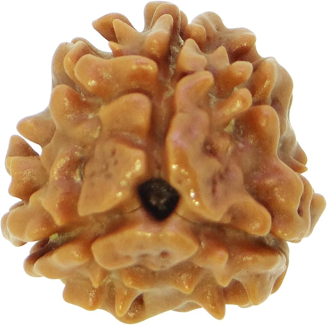 Arihant Gems & Jewels 3 Mukhi/Faced Nepali Rudraksha, Natural & Certified, Astrological Three Mukhi/Faced Rudraksha, Positive Effect, Unisex Both for Men & Women