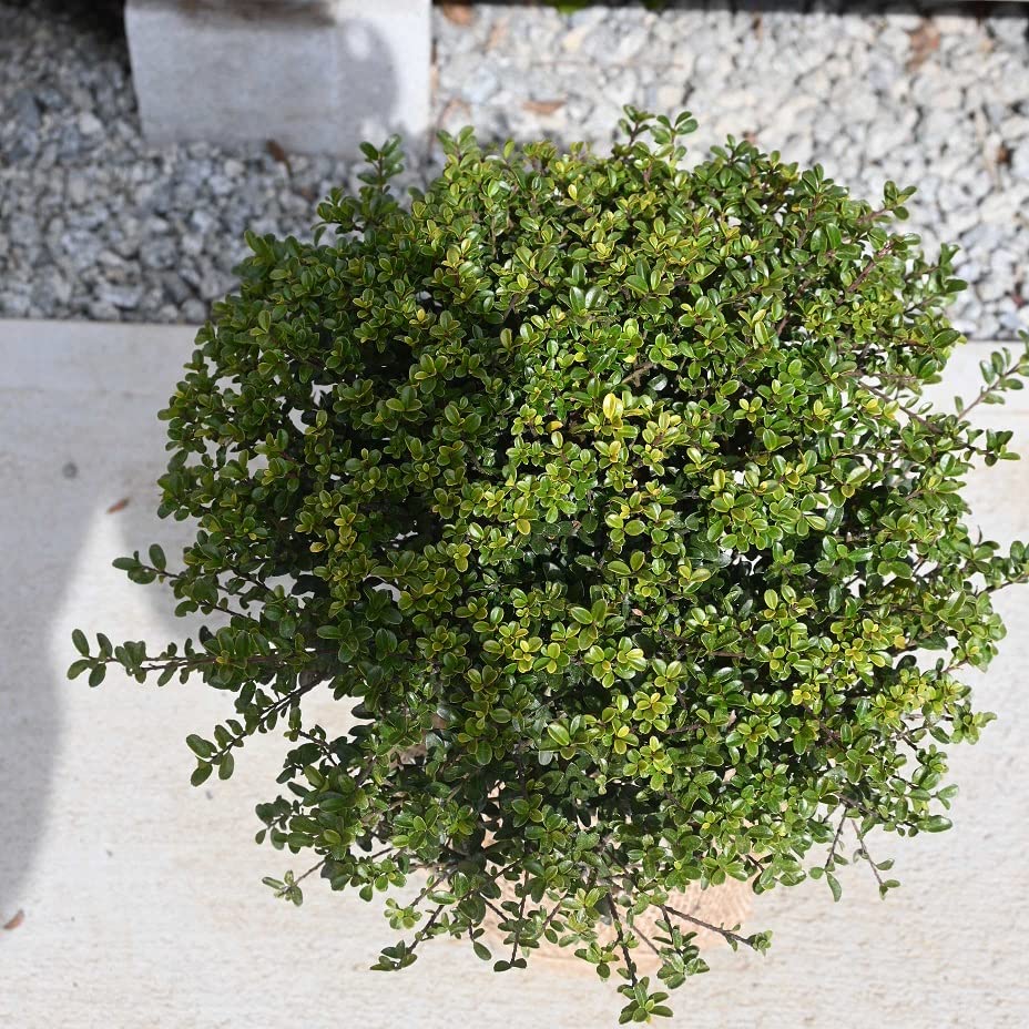 Amazon.co.jp: 金芽ツゲ苗 玉仕立て金芽柘植苗 ツゲ苗 : DIY・工具