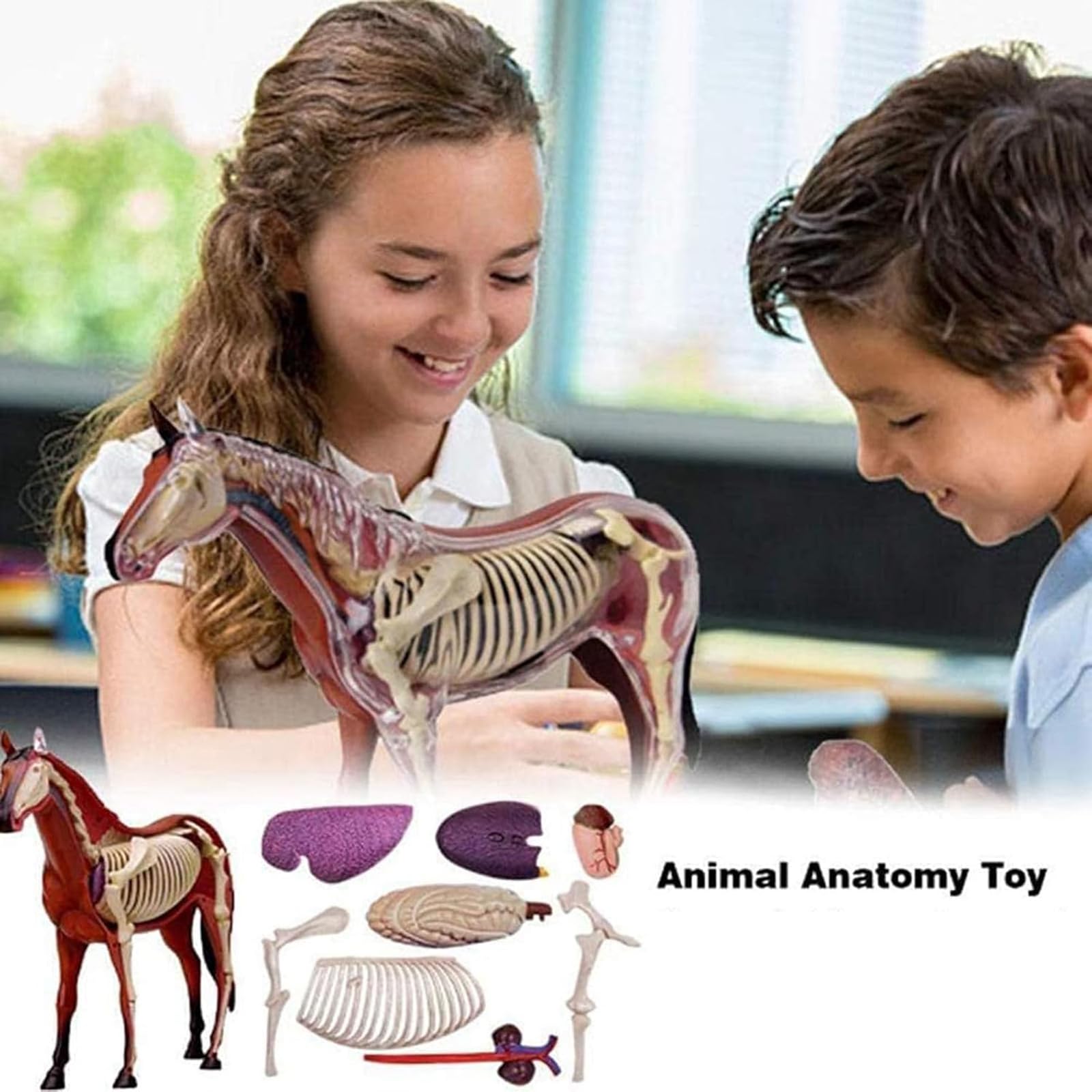 Generisch 4D Pferd Anatomie Modell - Tier Skelett Probe, abnehmbare Biologie, 26 Teile für Tierklinik Tierarzt AusbildungSchule Lehre Demonstration