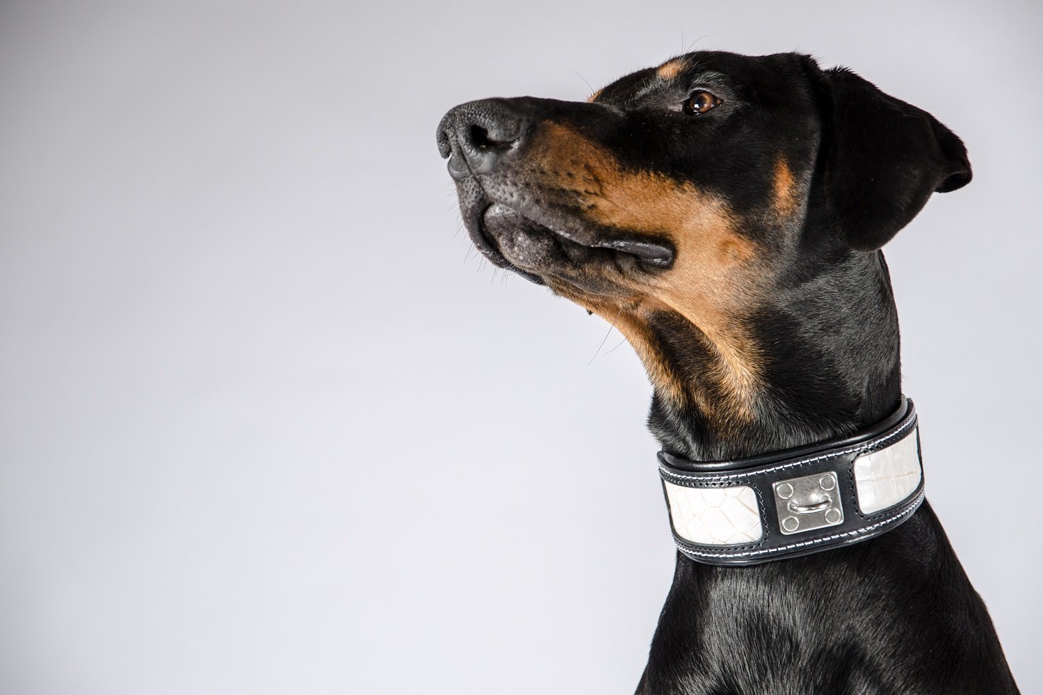 Bestia® Echtleder Reptilien Hundehalsband. 6,3 cm breit. Weich unterlegt. Lederdekoration mit Reptilien Muster. Super widerstandsfähig. M bis XXL. Top Qualität aus Europa!