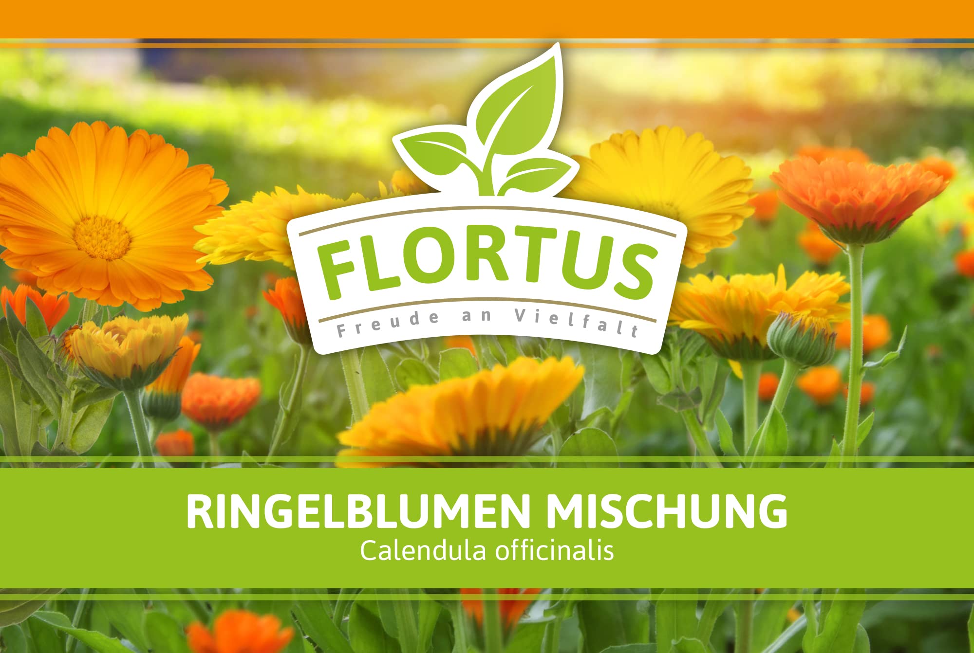 FLORTUS – Ringelblumen Samen Mischung 1kg Gelb-Orange zum Aussähen – Blumensamen für Bienenweide – Calendula officinalis Saatgut für bienenfreundliche Ringelblumen Pflanzen mit essbaren Blüten