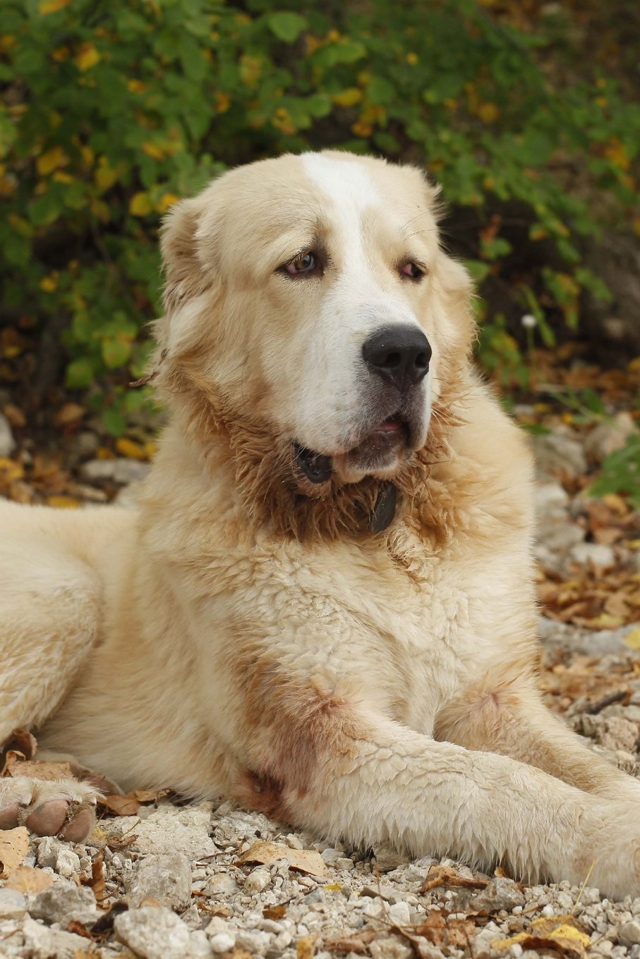 The Central Asian Shepherd Dog Journal: 150 page lined notebook/diary