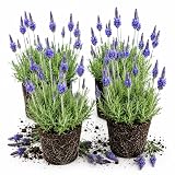 4 Pinnata Lavender Live Plants 4-7 Inches, Fragrant Blooms