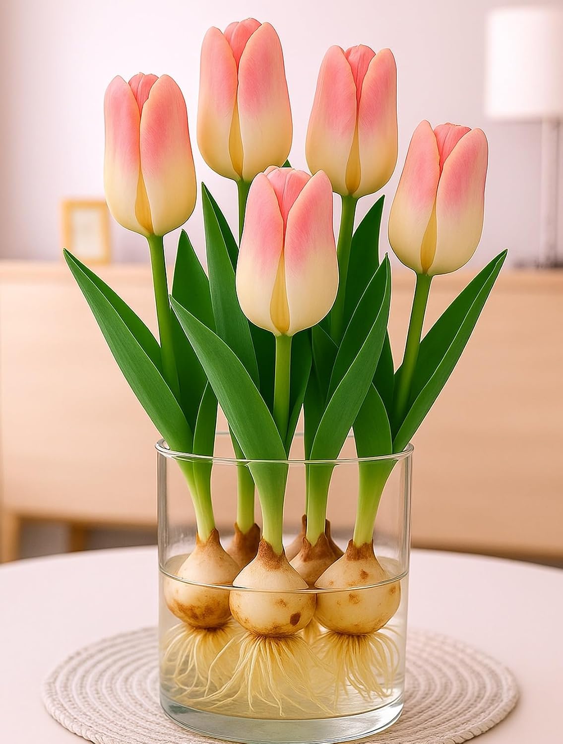 CZGrain Prechilled Strawberries and Cream Tulip Bulbs to Force Indoors - 5 Bulbs, Grow in Just Water, Indoor Tulip Kit