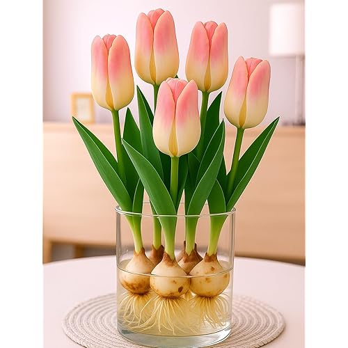 Prechilled Strawberries and Cream Tulip Bulbs to Force Indoors - Grow in Just Water Indoors Now (5 Bulbs)