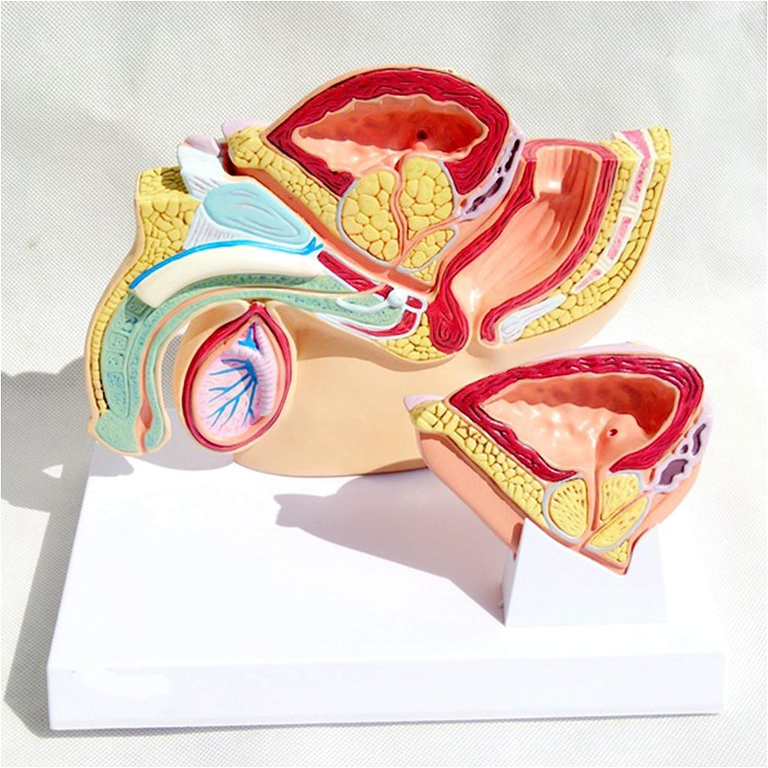 GTHTUHFD Skeleton Model Human Organ Anatomy Model, Male Bladder Organ Model - Medical Normal Hyperplasia Prostate Model - For Study Teachihg