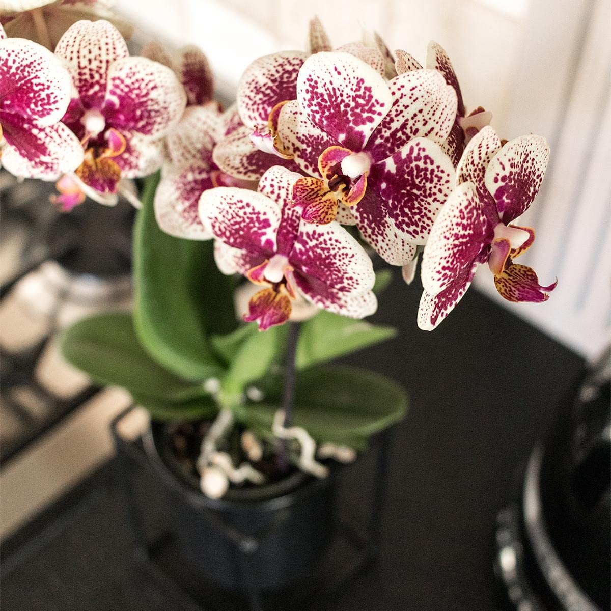 KOLIBRI Orchids | Gelbe rote Phalaenopsis-Orchidee - Spanien - Topfgröße Ø9cm | blühende Zimmerpflanze - frisch vom Züchter