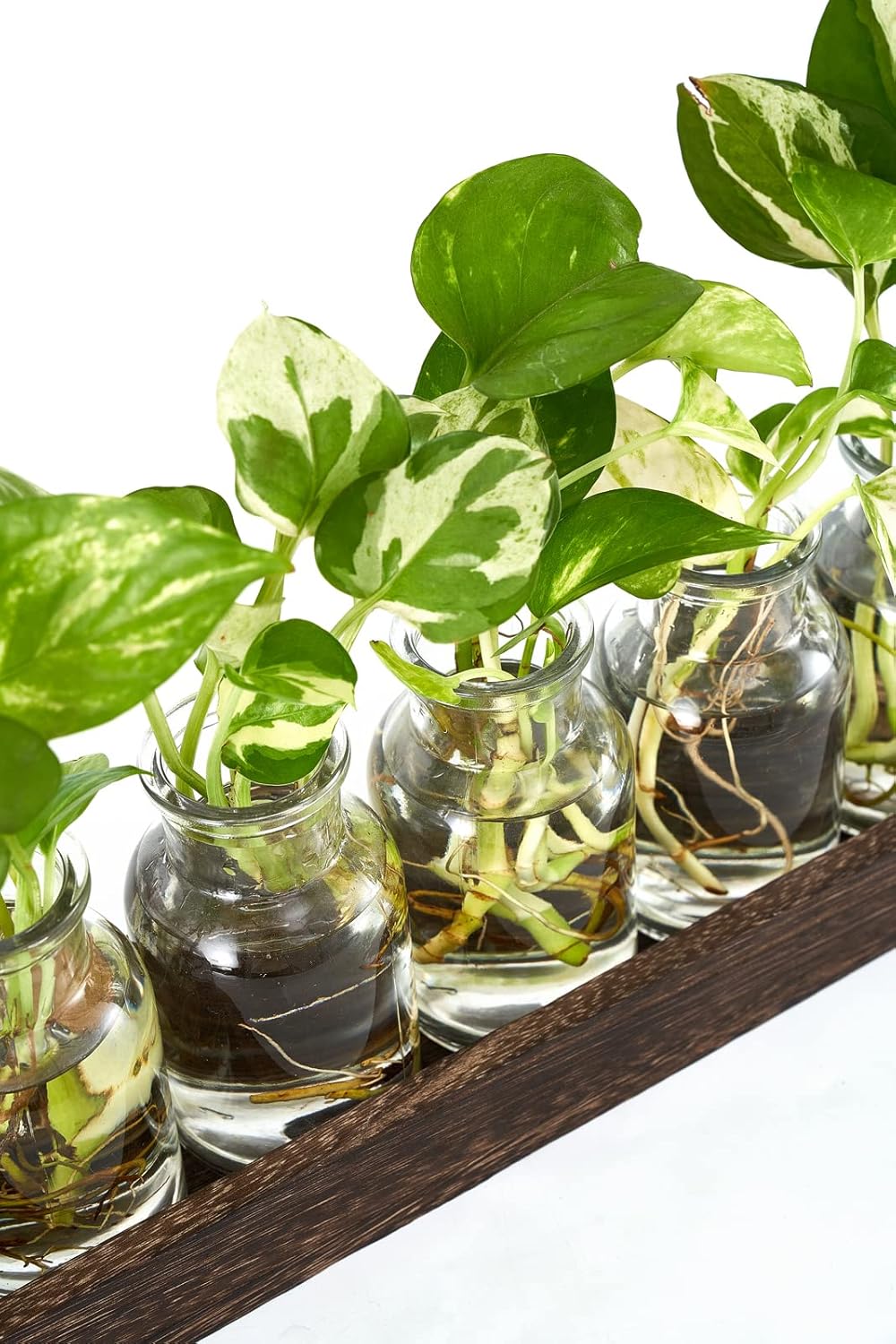 Dahey Plant Propagation Stations with Wooden Box, Desktop Plant Terrarium for Planter Flower Glass Hydroponic Table Centerpiece Farmhouse Home Office Decor Gifts for Plant Lovers, 5 Vase : Patio, Lawn & Garden