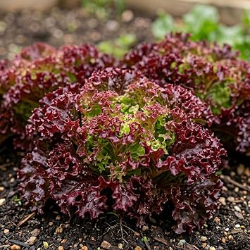 Lettuce Red Salad Bowl Seeds   Loose Leaf Red Lettuce   Cut & Come Again Variety   Dark Red Serrated Leaves   Summer Cropping Salad Leaves