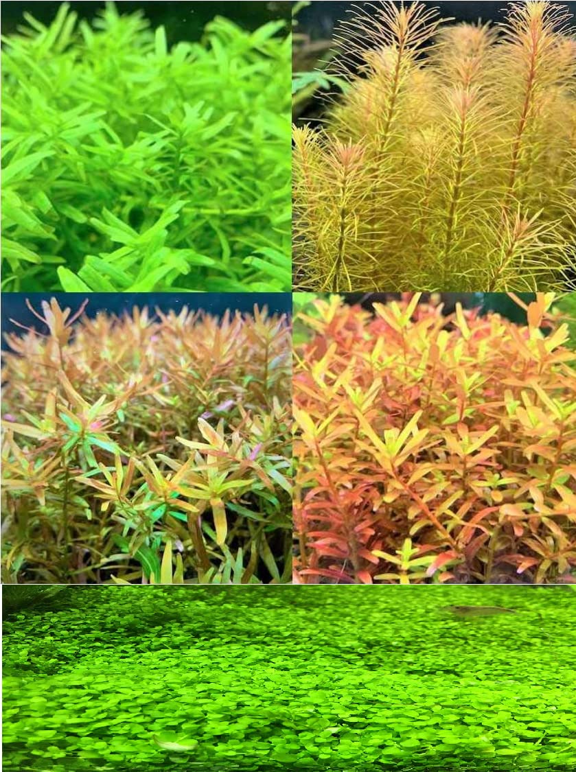Amazon.co.jp: （水草）ロタラミックス4種（無農薬）（計20本）＋