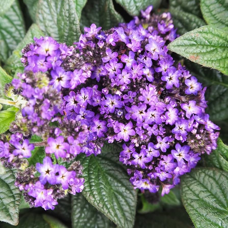 「ヘリオトロープ（ブライトブルー）」 アクリル画 SM キャンバス 原画 額なし heliotrope.jpg