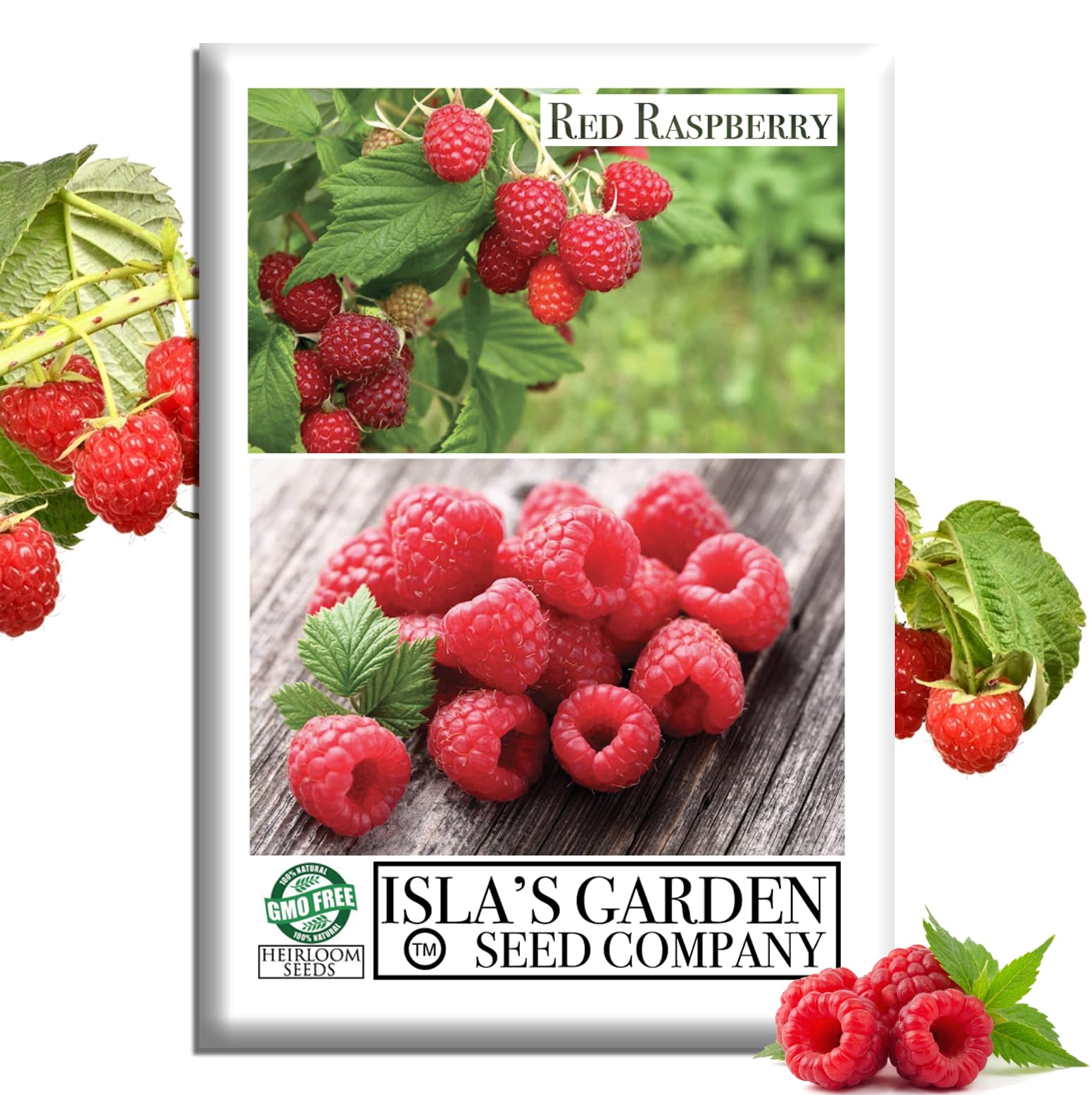 Red Raspberry Seeds (European Raspberry, Framboise, Rubus idaeus) – 100 Non GMO Heirloom Seeds by Isla’s Garden Seeds, Ideal for Home Growing, Lush Berry Production, Perfect Home Gardening Gift Idea