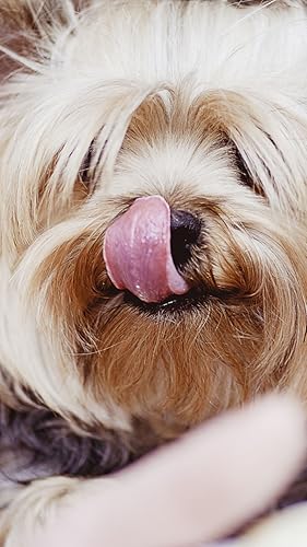 Cute puppies wallpaper hd