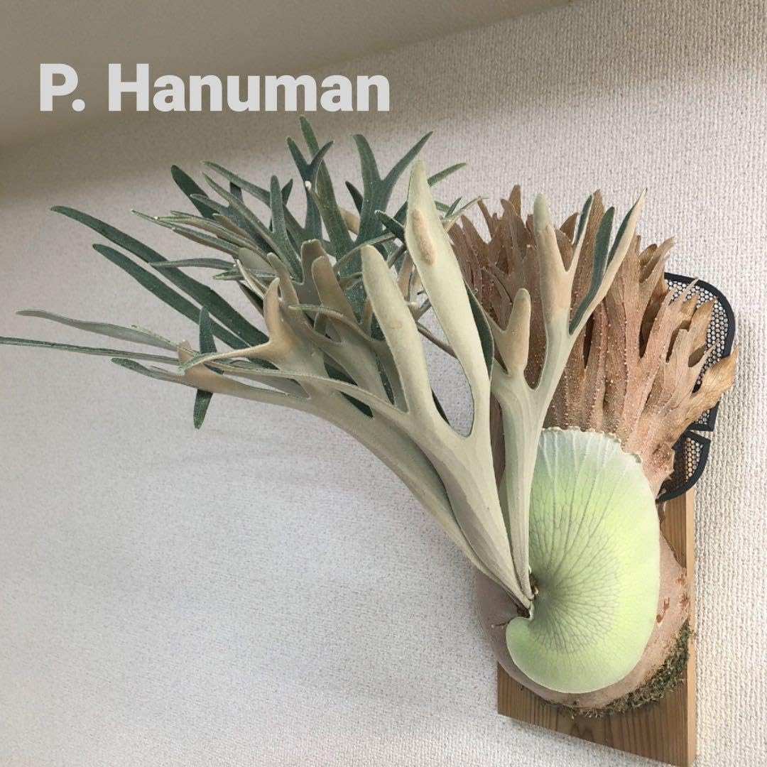 P. Hanuman ハヌマーン　猿神　株分　ビカクシダ　コウモリラン P. Hanuman ハヌマーン 猿神 株分 ビカクシダ コウモリラン ハヌマーン 猿