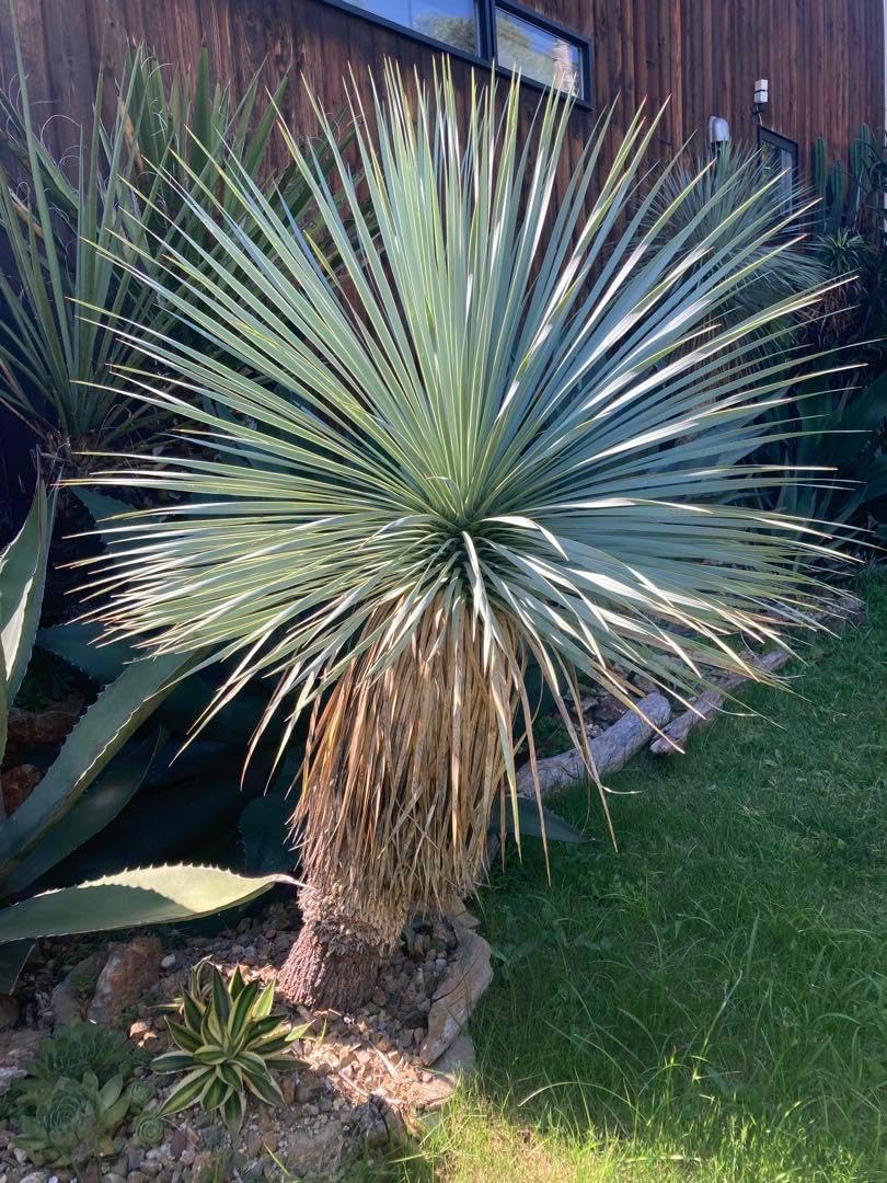 耐寒性ユッカロストラータ白葉の美株◇ドライガーデン多肉サボテン南国