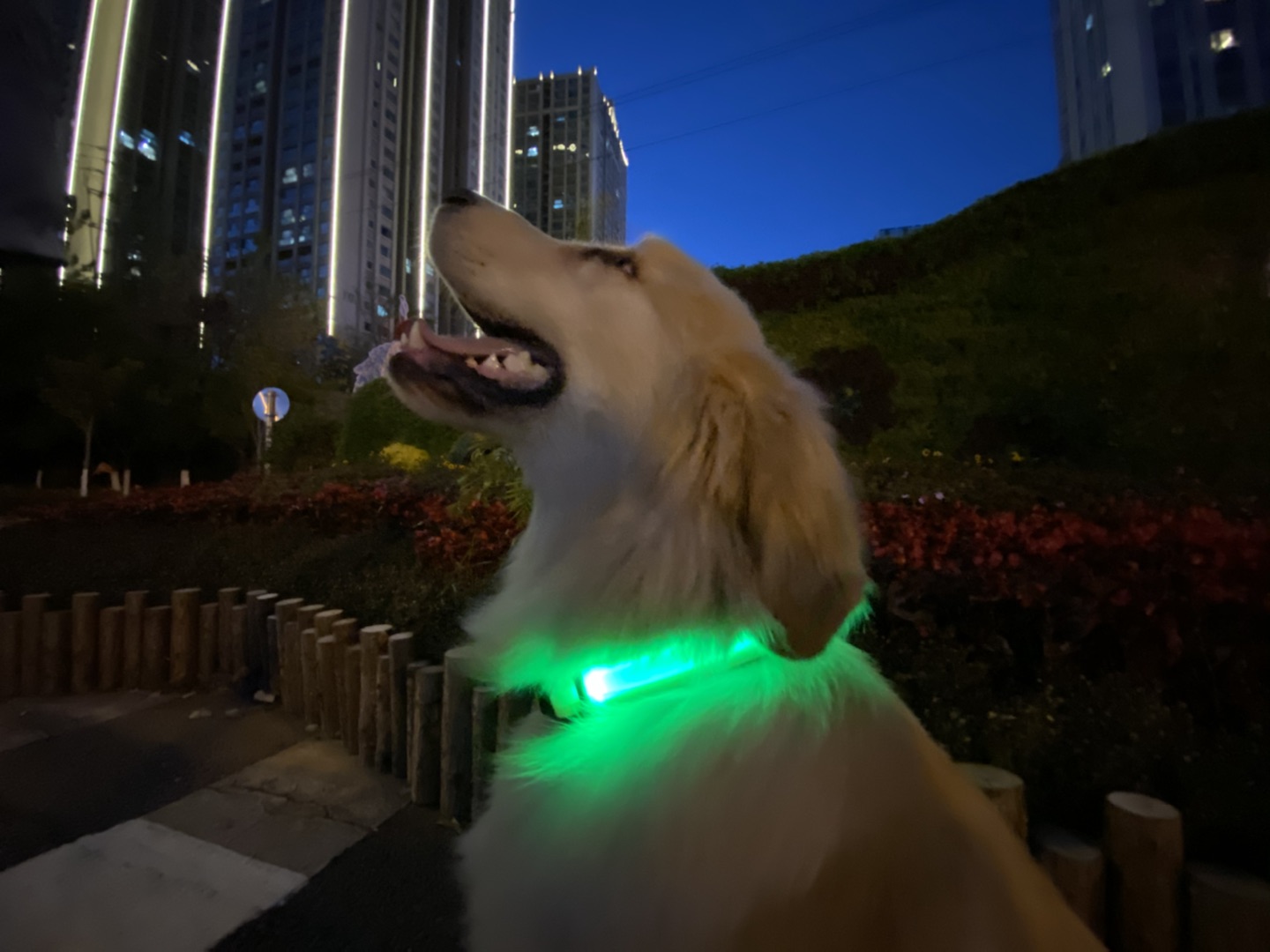 Amazon | KOSKILL LED光る首輪 犬用 散歩 夜 ライト USB充電式