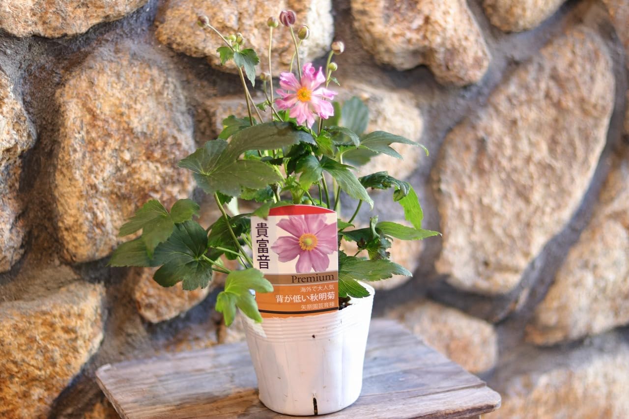 秋明菊苗 Amazon.co.jp: 秋明菊 八重咲き 貴富音 きふね 3.5号ポット苗 1株販売