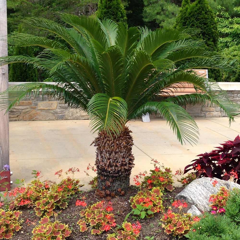 Brighter Blooms - Sago Palm Tree, 3 Gallon - No Shipping to AK, AZ, HI