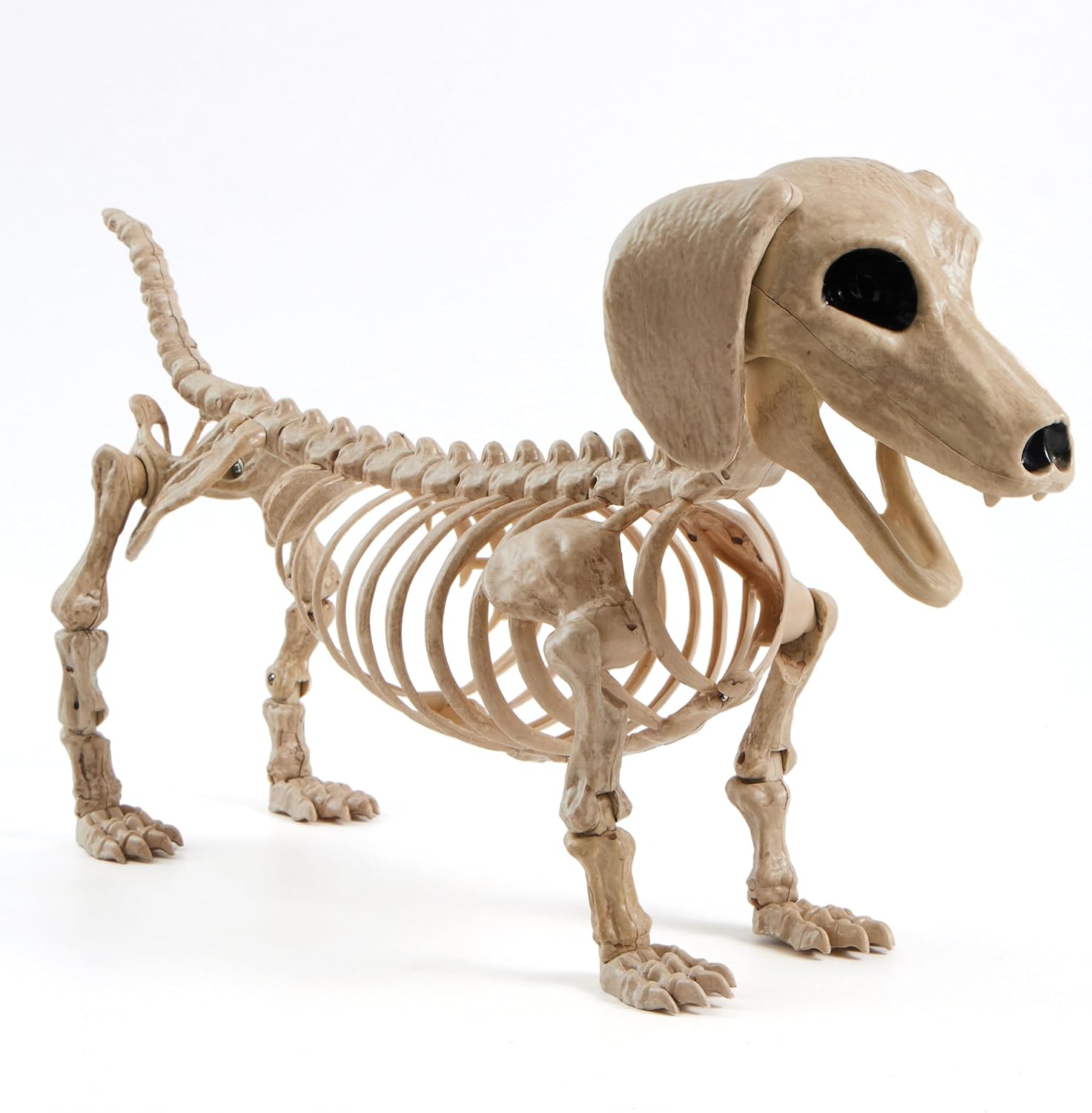 JOYIN Halloween Wiener Dog Skeleton 24” Plastic Animal Skeleton Decorations with Posable Joints for Graveyard Scenes Haunted House Prop Party Decor Indoor Outdoor