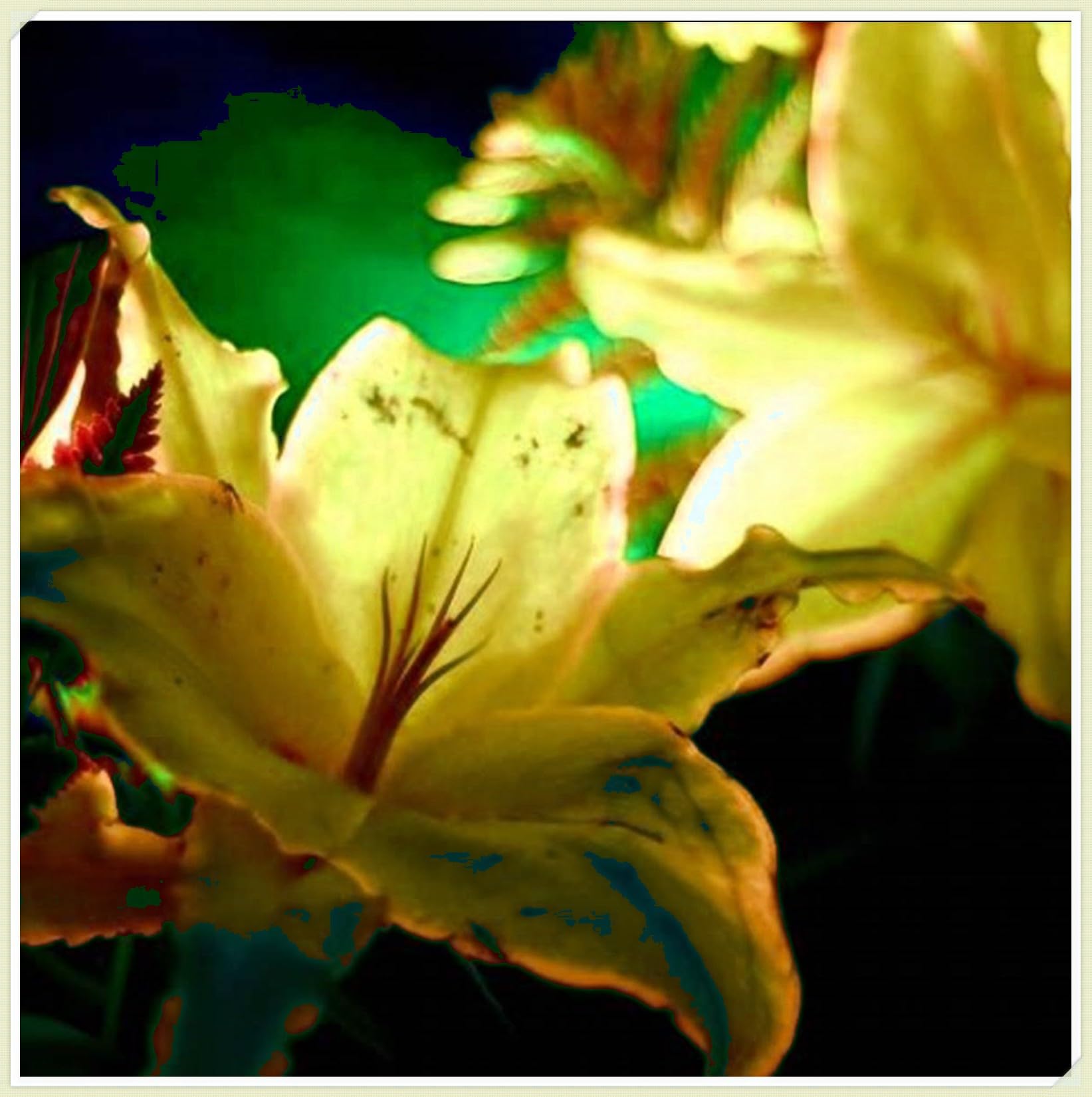 Excellent Tiger Lily Bulbs for Planting Now UK Perennial Excellent Cold-Resistant Display Plant Bulbs Easy Plant Ornamental Greening Flower Good for Containers Natural Organic -2bulbs-L