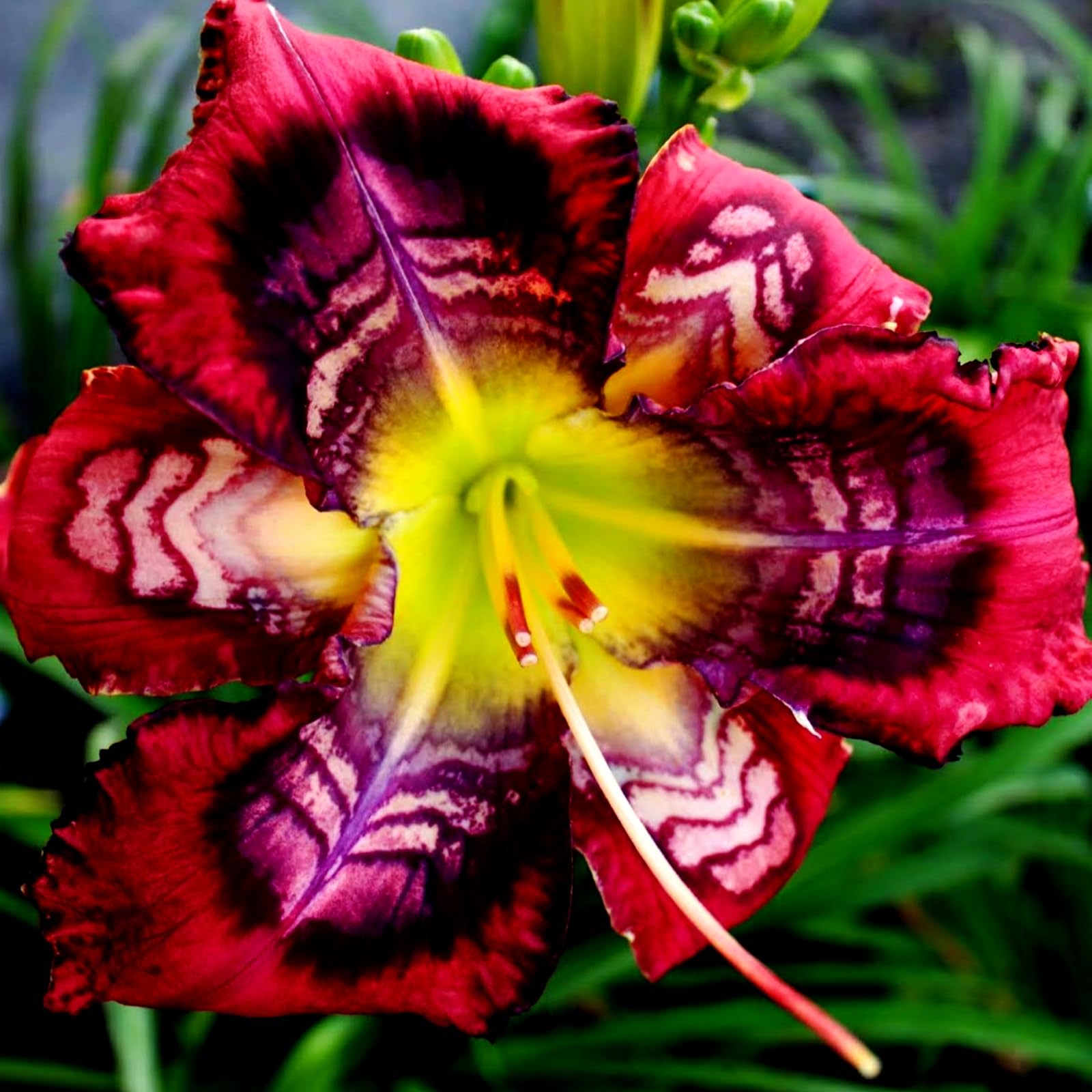 Hemerocallis Bulbs for Planting Now UK, Golden Jade Carving, Daylily Rhizome. Perennial for Garden Planting, That Grow Fast, Daylily Bulbs-8Bulbs-B