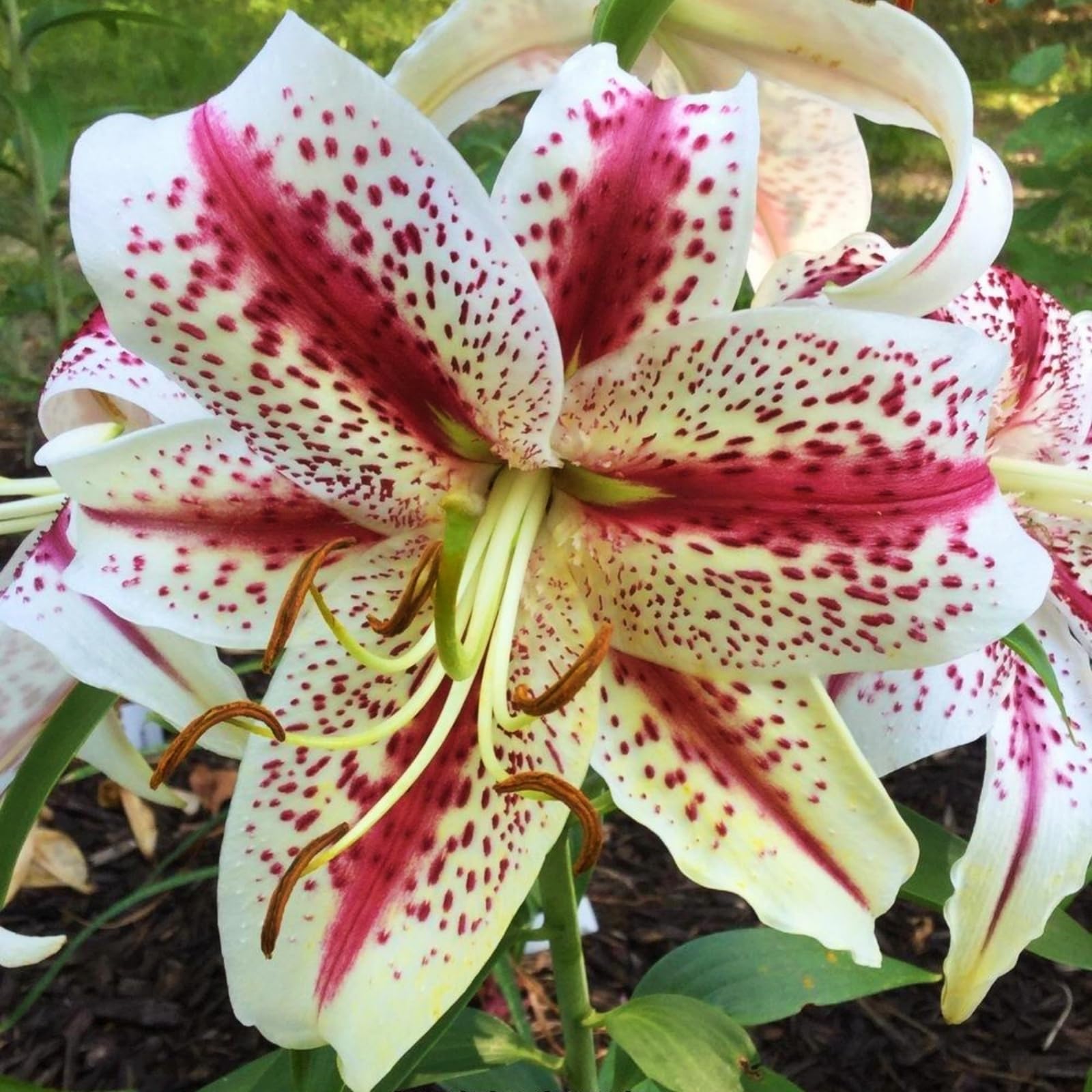 Lily Bulbs=Tiger Lily for Planting Now UK=Perennial Delights for Spectacular Garden Displays【BNSOIDE】-4bulbs-G — image 1