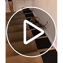 Original StairWedge™ - Ramp for Small Dogs Breeds - Carpet Surface for Dog Paws for Any Staircase - Wedge Shape Stair Ramp for Dogs and Pets - Multi-Patent Pending (1single) - Image 3