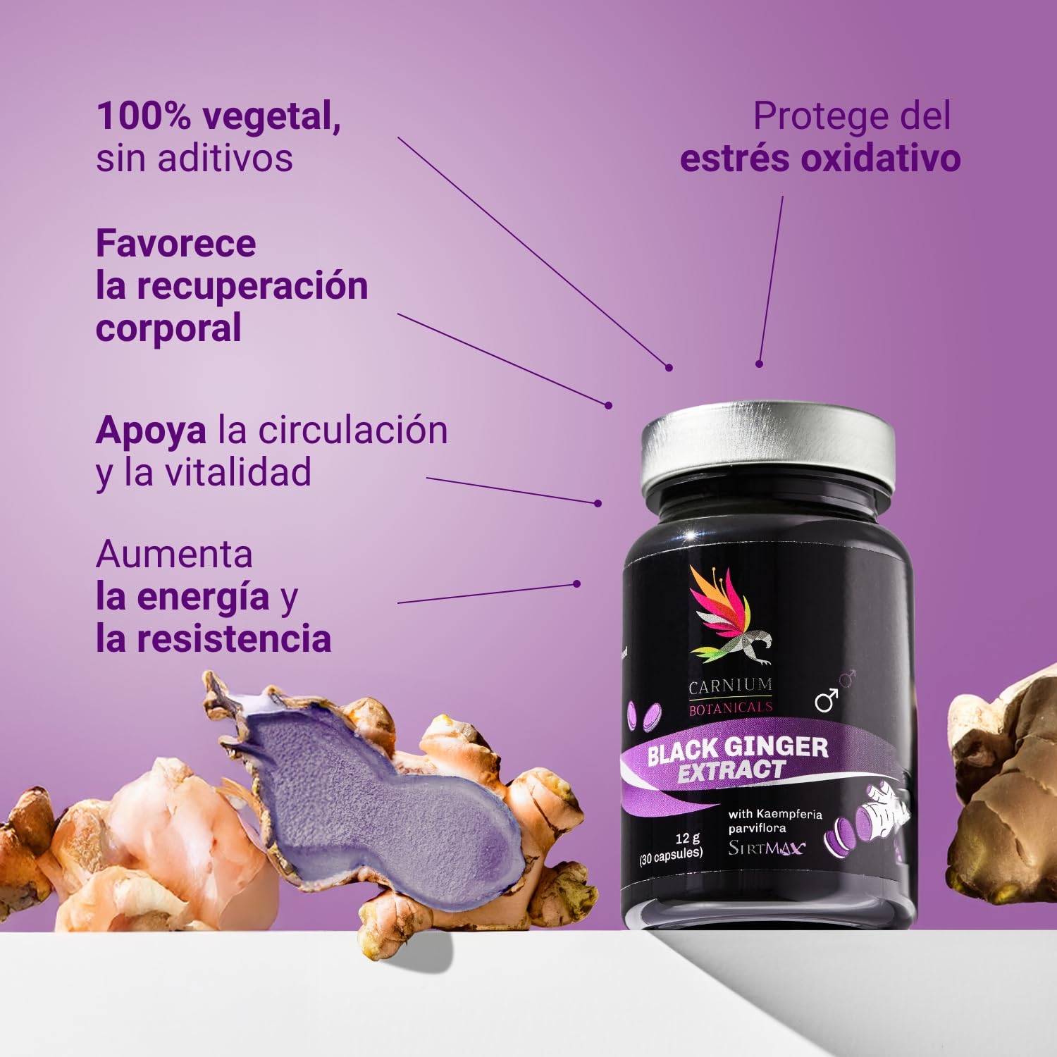 Carnium Botanicals Black Ginger Extract – Jengibre en capsulas de alta concentración – Gengibre Sin Gluten y Sin Lactosa – 30 cápsulas
