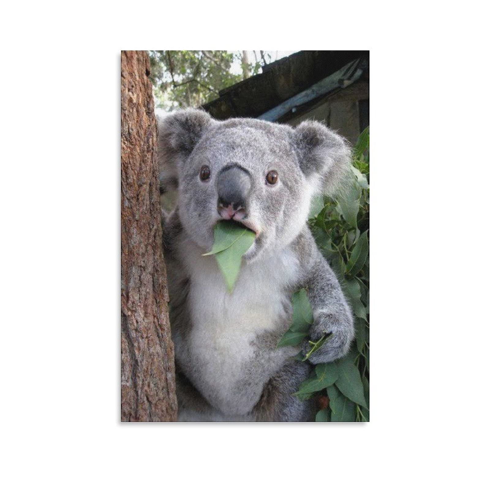 Amazon.com: PYFXSALA Animals Surprised Eat Leaves Koala 13 Canvas